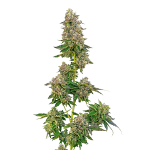 bushbaby kush ? cannabis king thc seeds (3+1)