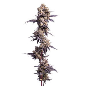 candy bunny ? cannabis king thc seeds (3+1)