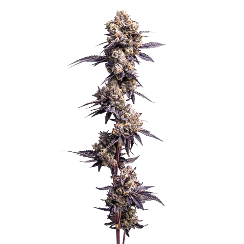 candy bunny ? cannabis king thc seeds (3+1)