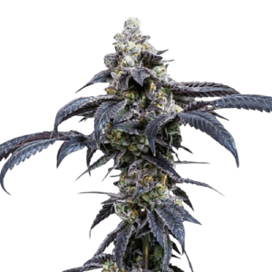 diesel weasel ? cannabis king thc seeds (3+1)