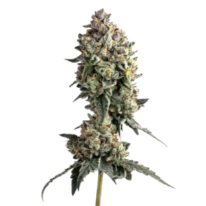 elephant cake ? cannabis king thc seeds (3+1)