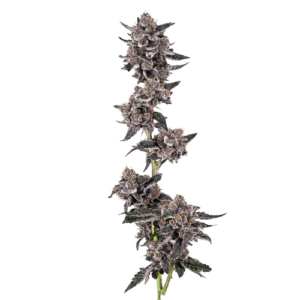 flamingo gelato ? cannabis king thc seeds (3+1)