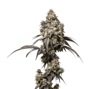polar bear ? cannabis king thc seeds (3+1)