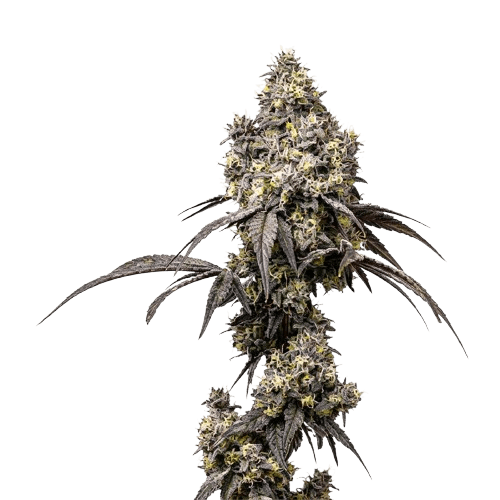 polar bear ? cannabis king thc seeds (3+1)