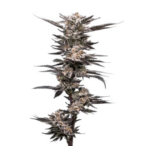 purple frog ? cannabis king thc seeds (3+1)