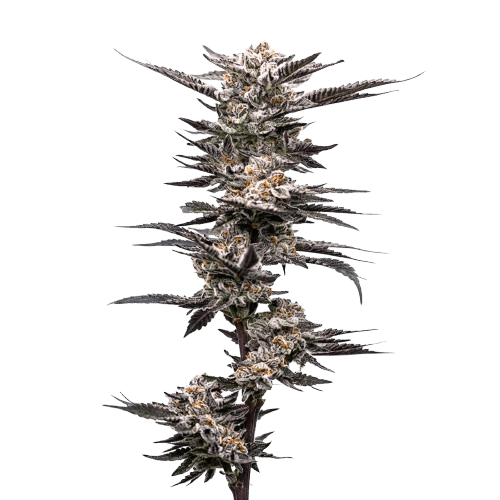 purple frog ? cannabis king thc seeds (3+1)