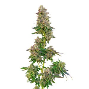 BushBaby Kush Seeds 3+1