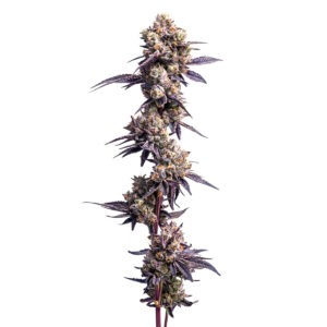 Candy Bunny Seeds 3+1