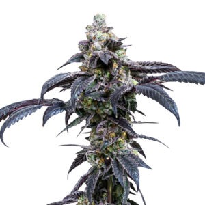 Diesel Weasel Seeds 3+1