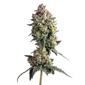 Elephant Cake Seeds 3+1
