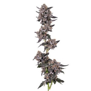 Flamingo Gelato Seeds 3+1