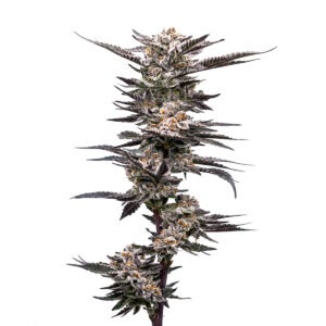 Purple Frog Seeds 3+1